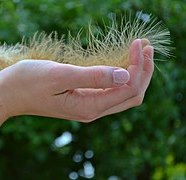 hand